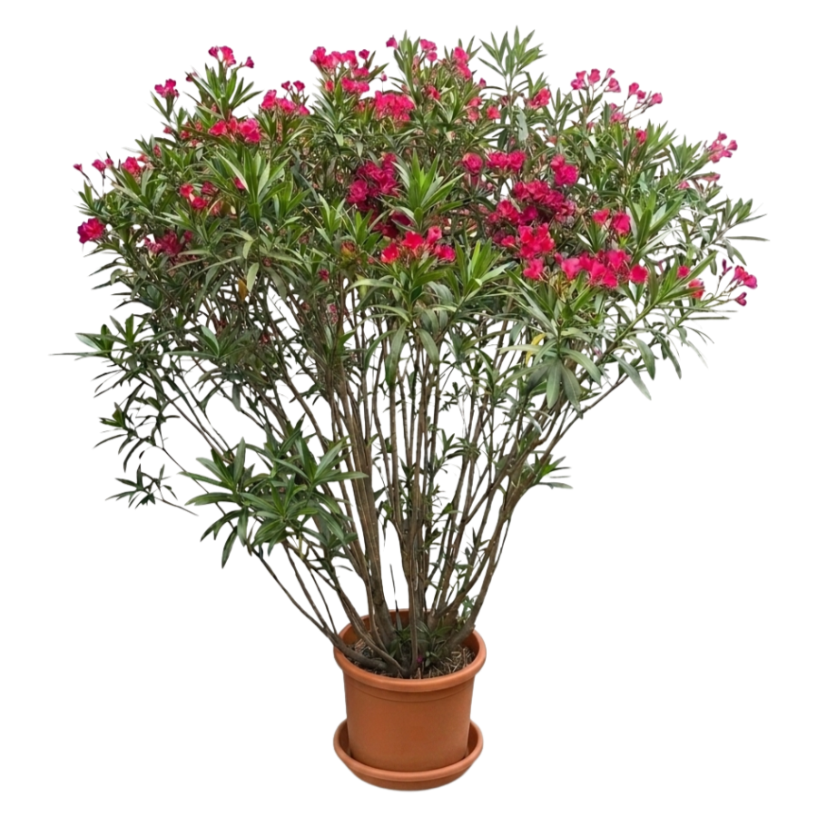 Oleander Busch XXL